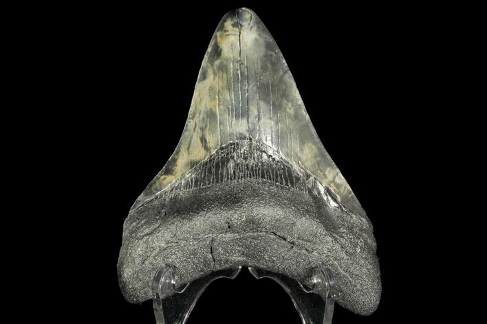 Fossil Megalodon Tooth - South Carolina #145537